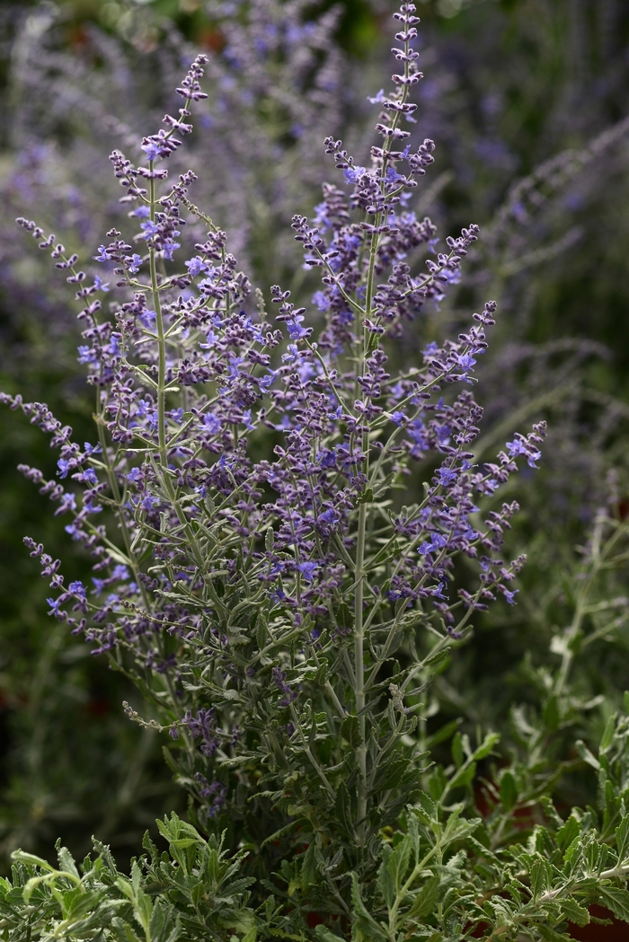 'Blue Steel' Russian Sage - Perovskia atriplicifolia from Sunshine Nursery Too