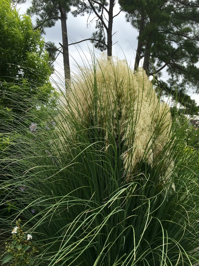 'Jet Streams&trade;' Dwarf Pampas Grass - Cortaderia selloana from Sunshine Nursery Too
