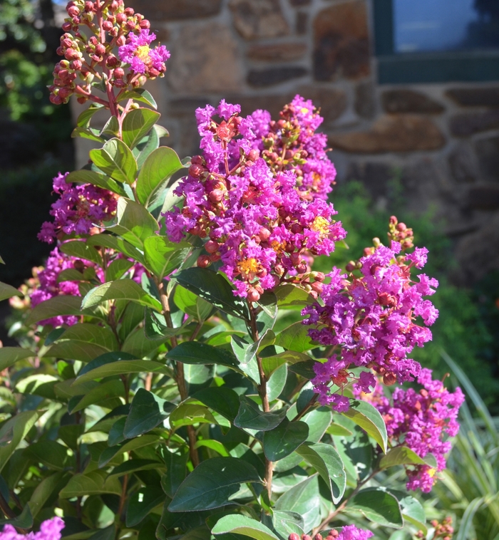 Crapemyrtle Pink Velour - Lagerstroemia Crapemyrtle Pink Velour from Sunshine Nursery Too