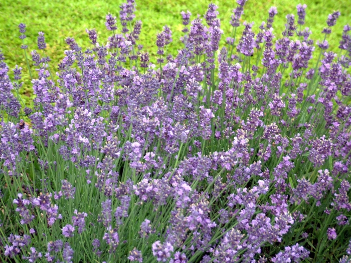 Munstead Lavender - Lavandula angustifolia 'Munstead' (Lavender) from Sunshine Nursery Too