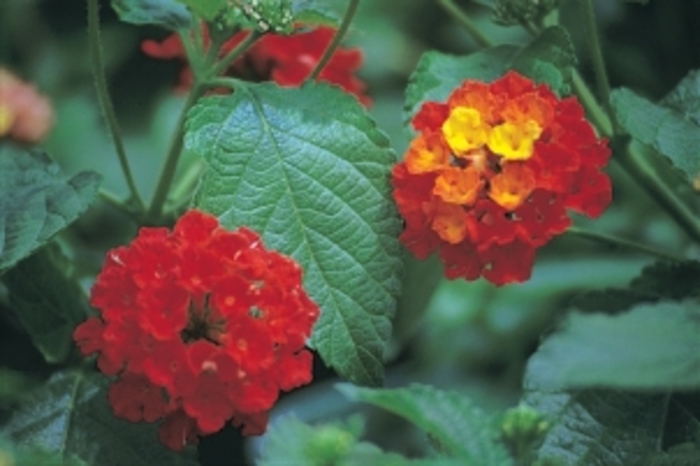 Dallas Red Lantana - Lantana camara 'Dallas Red' from Sunshine Nursery Too
