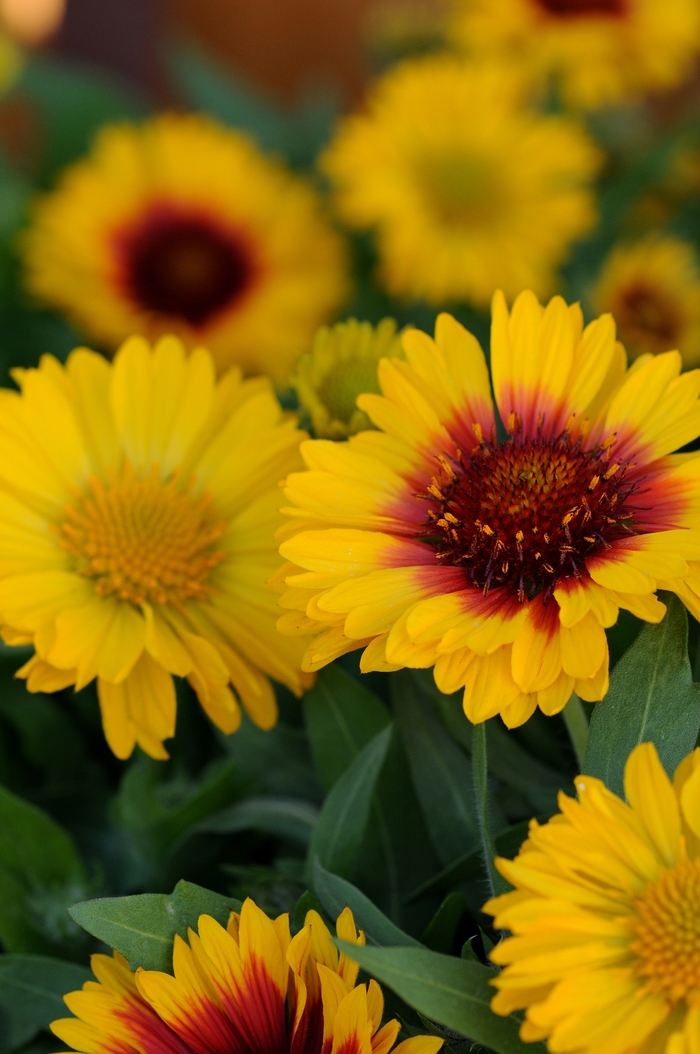 Mesa&trade; 'Bright Bicolor' - Gaillardia x grandiflora (Blanket flower) from Sunshine Nursery Too