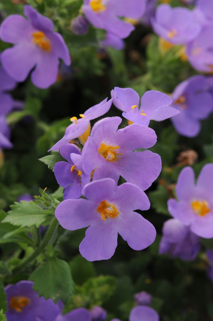 Scopia&reg; 'Gulliver Blue' - Sutera cordata (Bacopa) from Sunshine Nursery Too