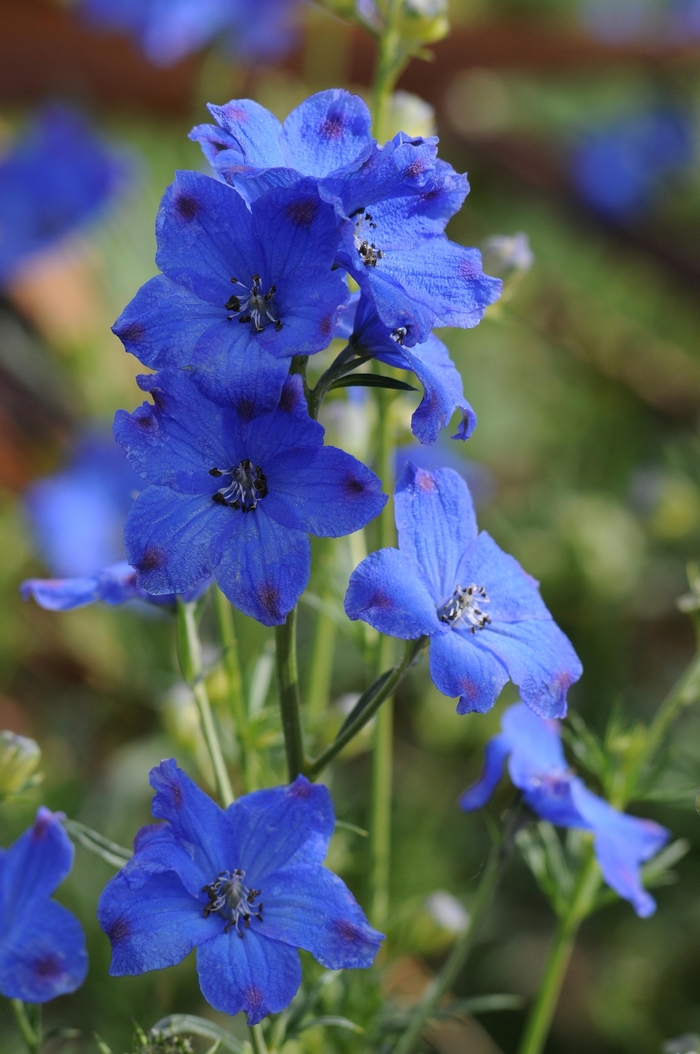 'Diamond Blue' Larkspur - Delphinium grandiflorum from Sunshine Nursery Too