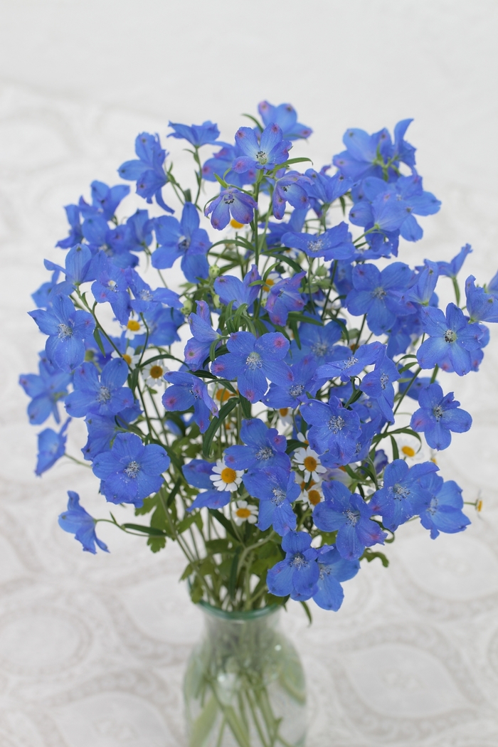 Planet Blue Larkspur - Delphinium elatum 'Planet Blue' (Larkspur) from Sunshine Nursery Too
