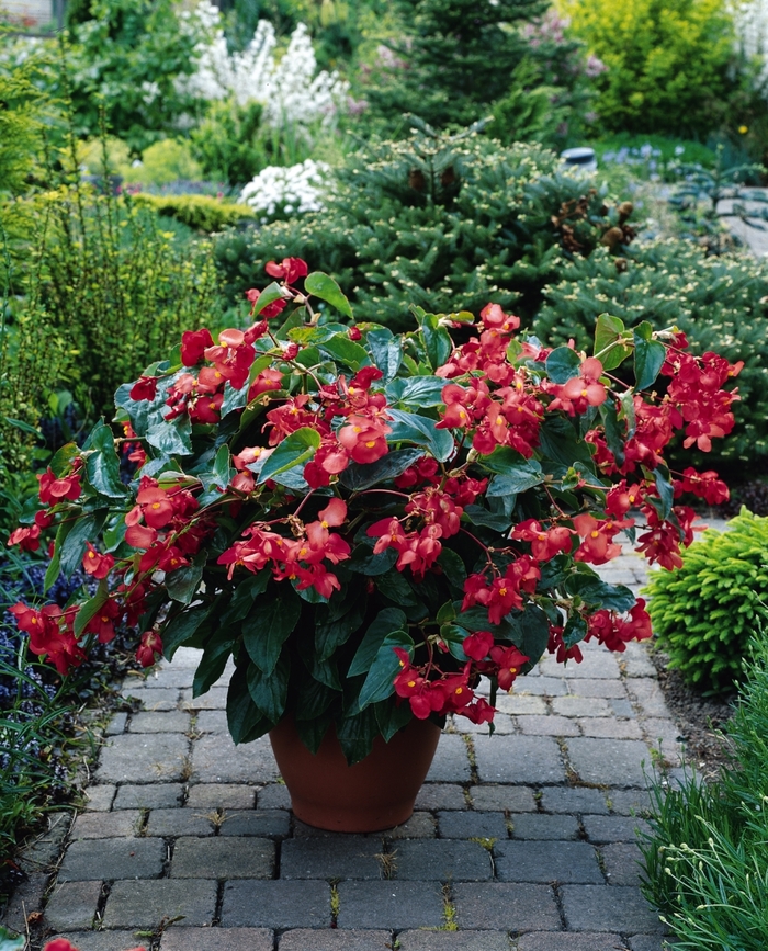 Dragon Wing&reg; 'Red' - Begonia from Sunshine Nursery Too