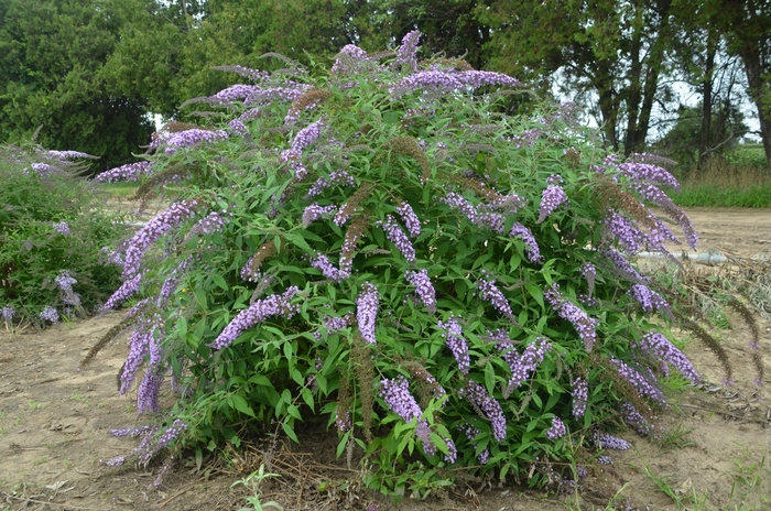 Lavender Cascade Butterfly Bush - Buddleia 'Lavender Cascade' (Butterfly Bush) from Sunshine Nursery Too