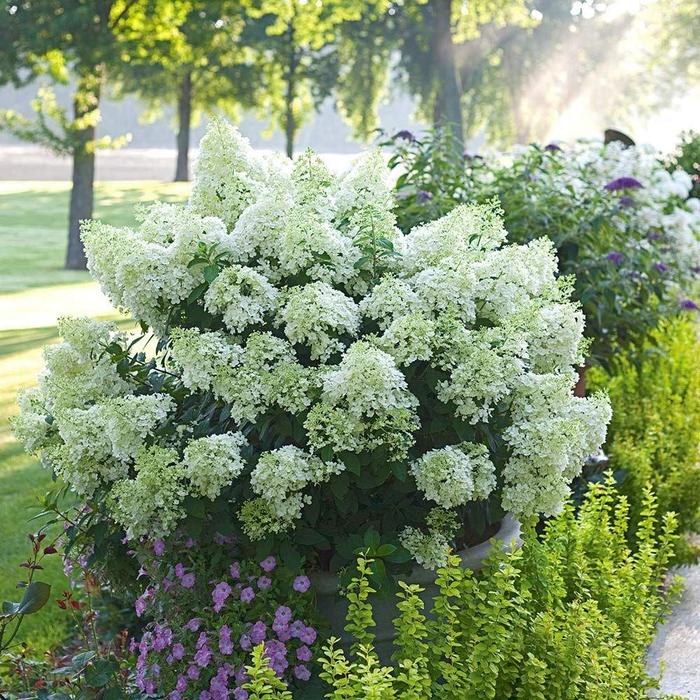 'Bobo&reg;' Panicle Hydrangea - Hydrangea paniculata from Sunshine Nursery Too