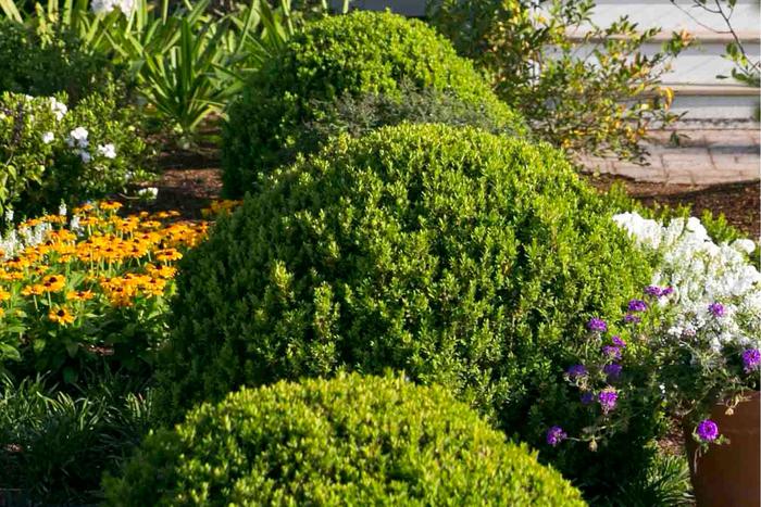'Baby Gem&trade;' Boxwood - Buxus microphylla var japonica from Sunshine Nursery Too