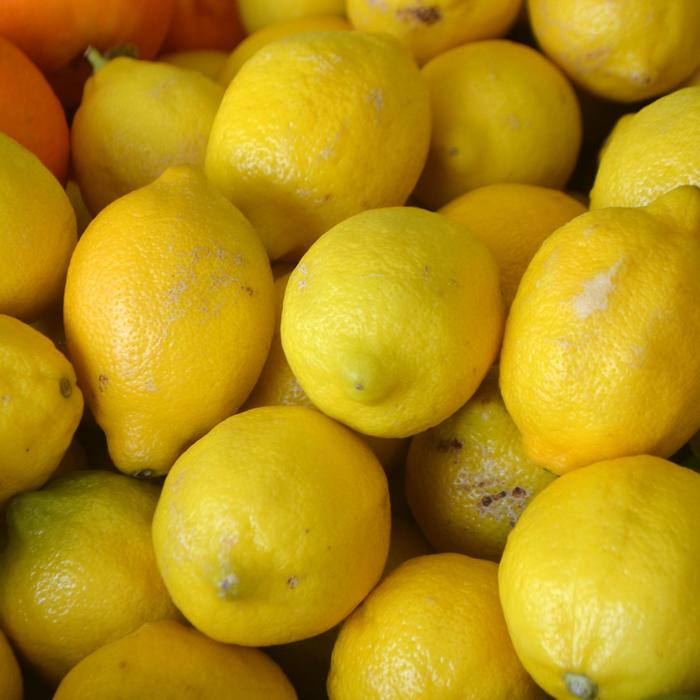 Lemon - Citrus limon from Sunshine Nursery Too