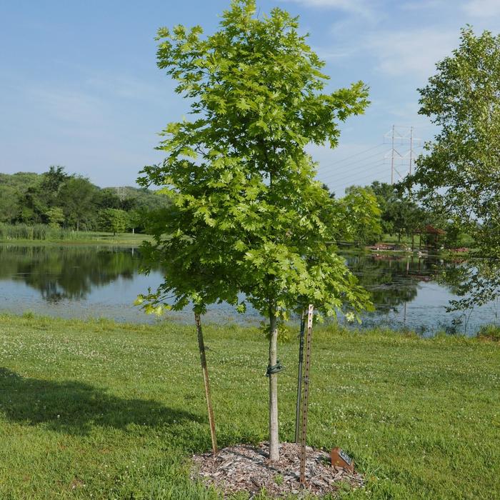 Shumard Oak - Quercus shumardii from Sunshine Nursery Too