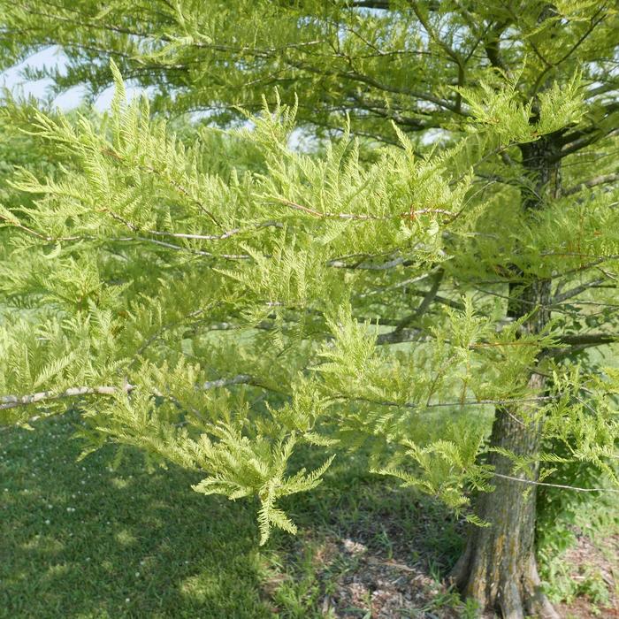 Bald Cypress - Taxodium distichum from Sunshine Nursery Too