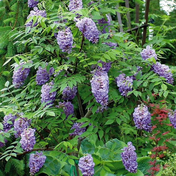 Amethyst Falls American Wisteria - Wisteria frutescens 'Amethyst Falls' (American Wisteria) from Sunshine Nursery Too