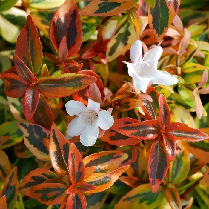 Kaleidoscope Glossy Abelia - Abelia x grandiflora 'Kaleidoscope' PP16988 (Glossy Abelia) from Sunshine Nursery Too