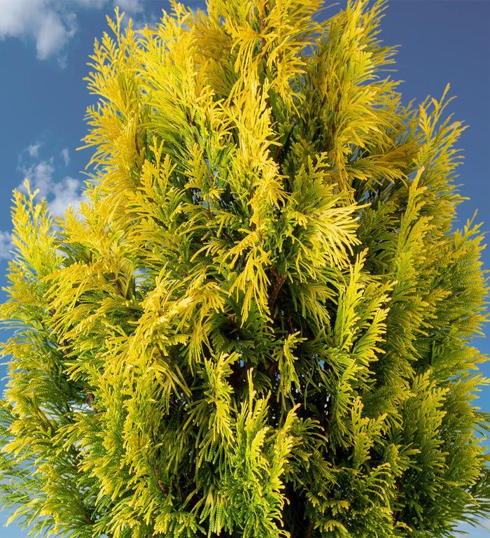 Forever Goldy Giant Arborvitae - Thuja plicata '4EVER' PP19267 (Giant Arborvitae) from Sunshine Nursery Too