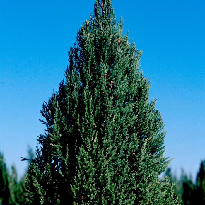 Blue Point Chinese Juniper - Juniperus chinensis 'Blue Point' (Chinese Juniper) from Sunshine Nursery Too
