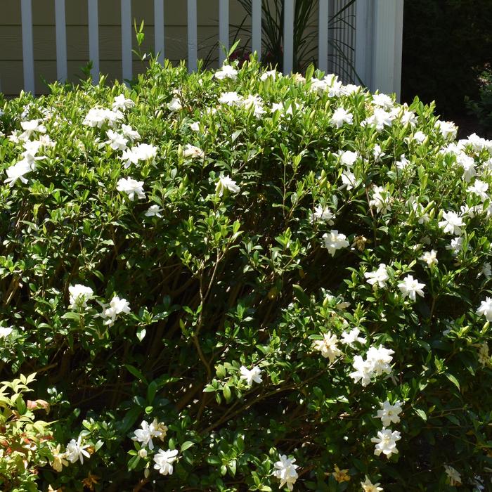 Gardenia - Gardenia from Sunshine Nursery Too