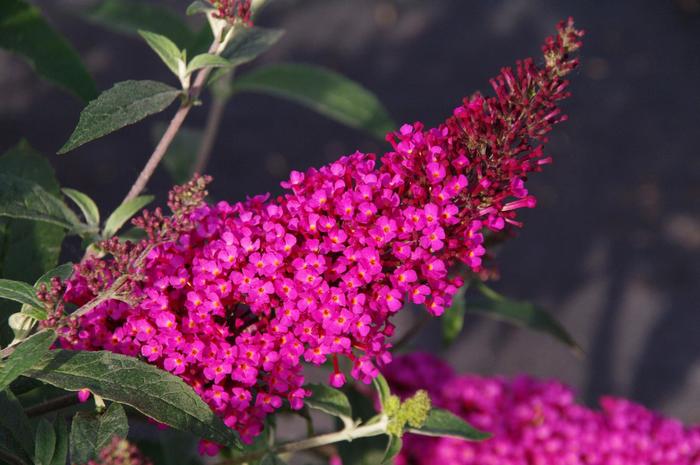 Buzz&trade; Hot Raspberry - Buddleia davidii 'Tobud1202' (Butterfly Bush) from Sunshine Nursery Too