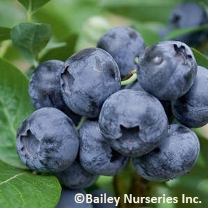 Premier Blueberry - Blueberry x 'Premier' from Sunshine Nursery Too