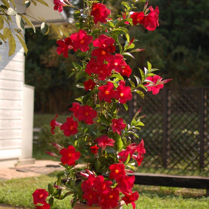 Sundenia&reg; 'Red' - Dipladenia from Sunshine Nursery Too