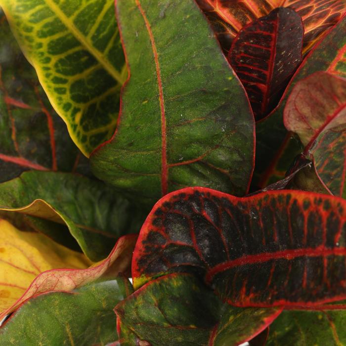 'Excelente' Croton - Codiaeum variegatum from Sunshine Nursery Too