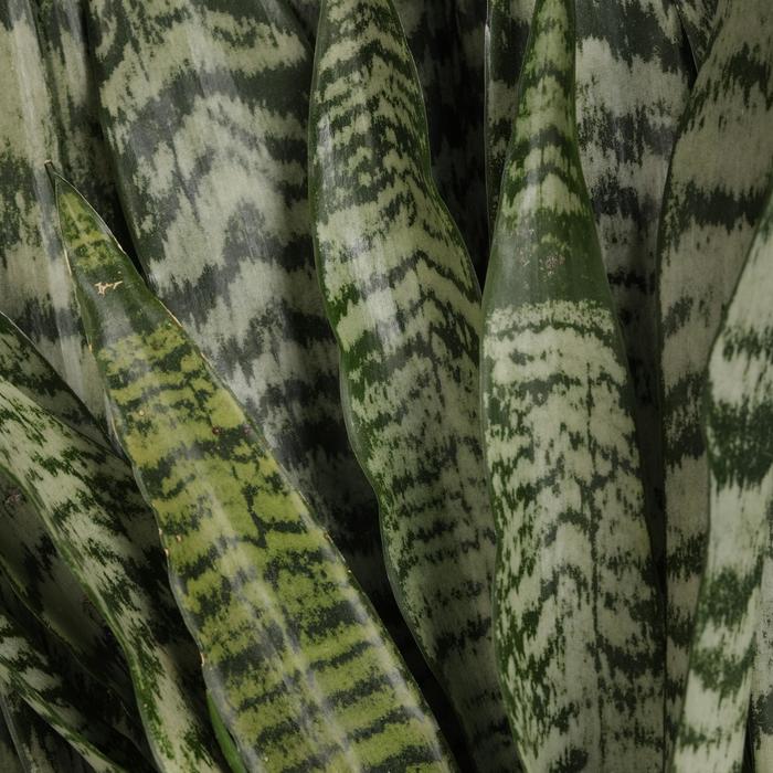 'Zeylanica' Snake Plant - Sansevieria trifasciata from Sunshine Nursery Too