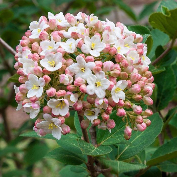 Burkwood Viburnum - Viburnum x burkwoodii (Burkwood Viburnum) from Sunshine Nursery Too