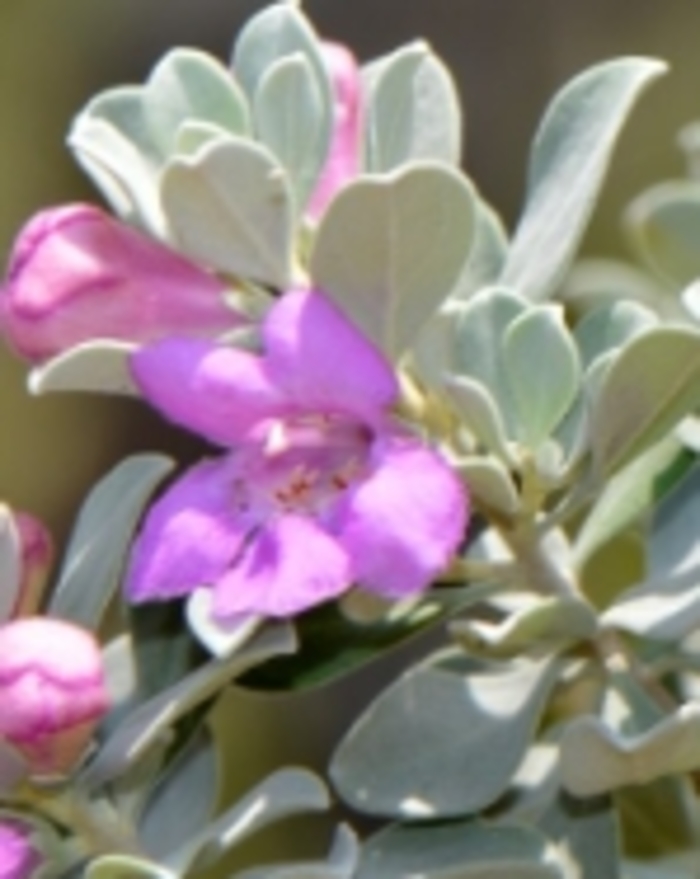 Texas Sage - Leucophyllum frutescens from Sunshine Nursery Too