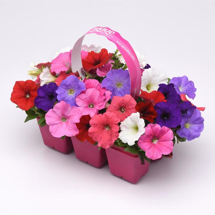 Easy Wave - Petunia 'Formula Mix' (Petunia) from Sunshine Nursery Too