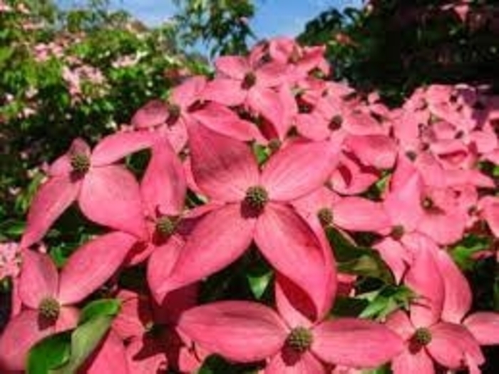 Scarlet Fire® Dogwood - Cornus 'Rutpink' PP28311 from Sunshine Nursery Too