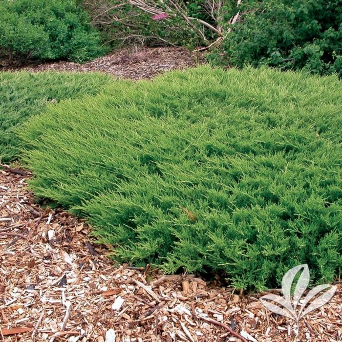 Plumosa Compacta Andorra Juniper - Juniperus horizontalis 'Plumosa Compacta' (Andorra Juniper) from Sunshine Nursery Too