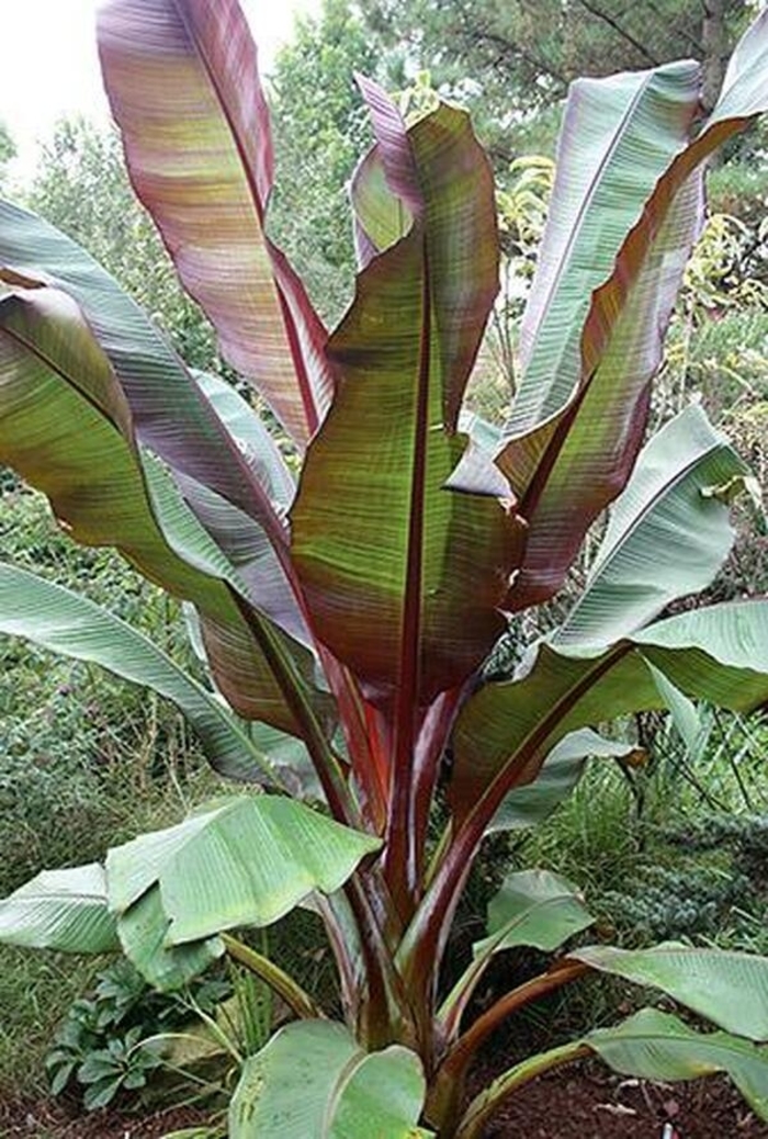 Red Abyssinian Red Abyssinian Banana - Ensete maurelii 'Red Abyssinian' (Red Abyssinian Banana) from Sunshine Nursery Too