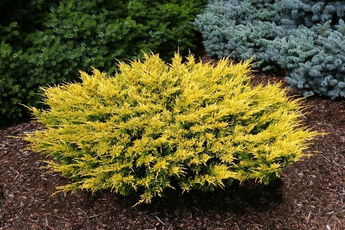 Goldcone Juniper - Juniperus from Sunshine Nursery Too