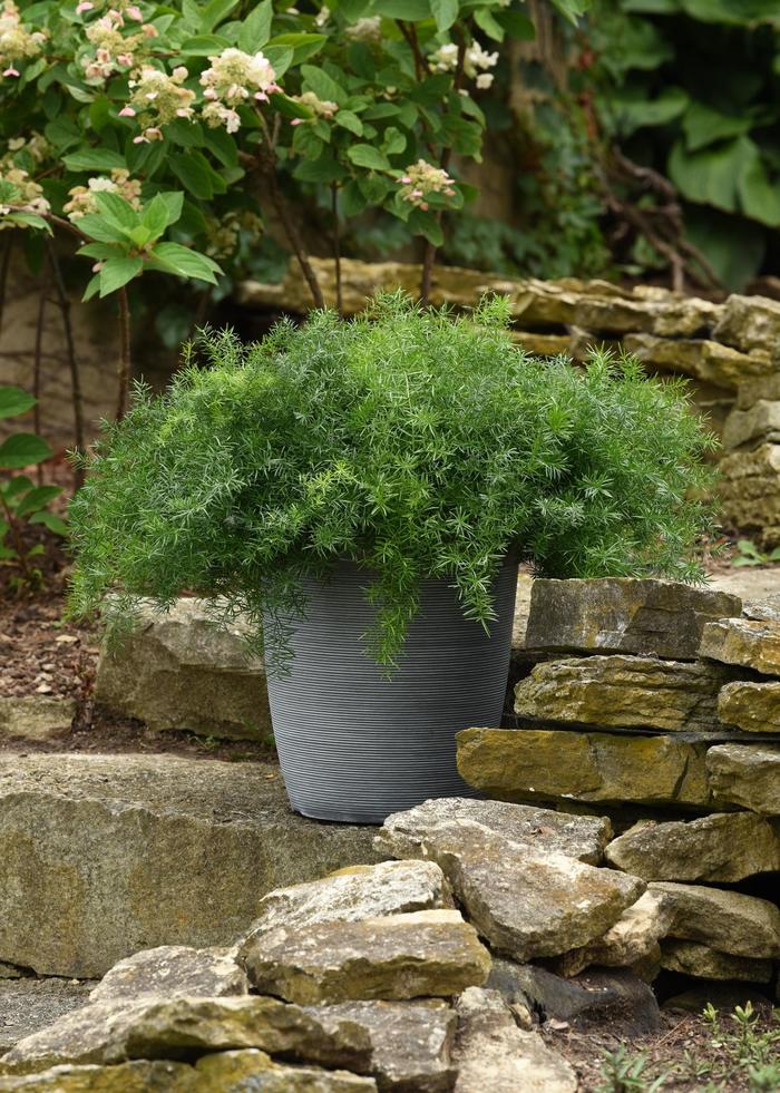 FuzzyFern&trade; 'Frizz' Asparagus Fern - Asparagus densiflorus from Sunshine Nursery Too