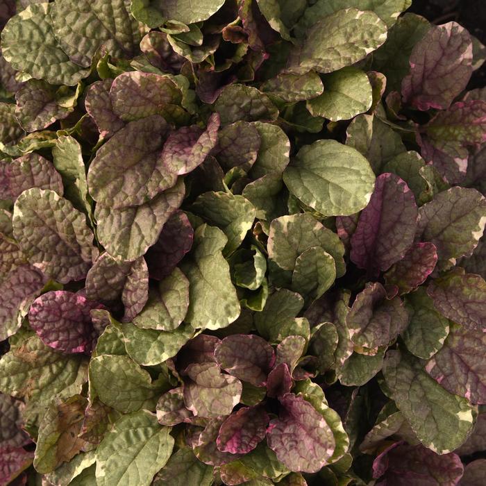 'Burgundy Glow' Bugleweed - Ajuga reptans from Sunshine Nursery Too