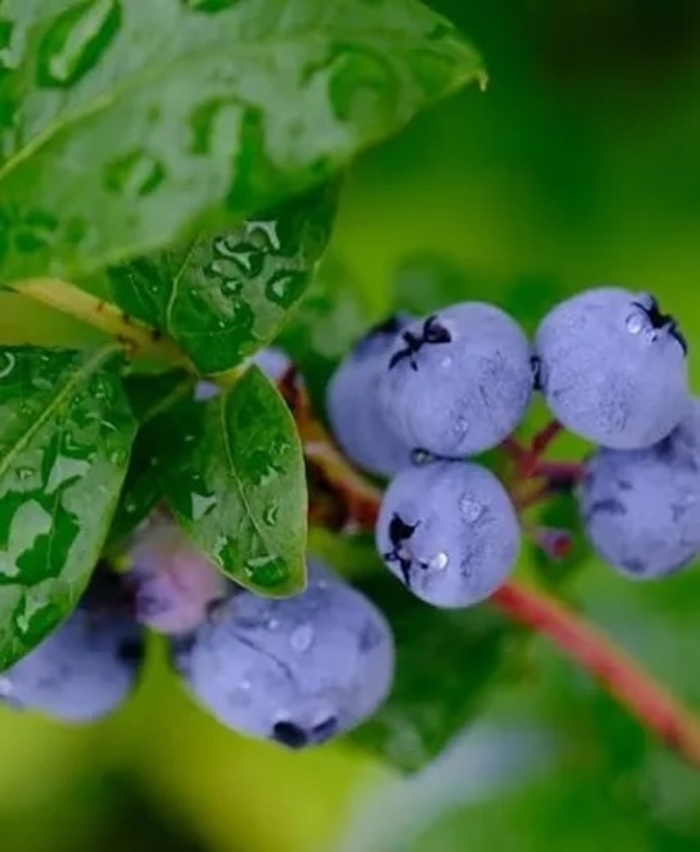 'Premier' Rabbiteye Blueberry - Vaccinium ashei from Sunshine Nursery Too