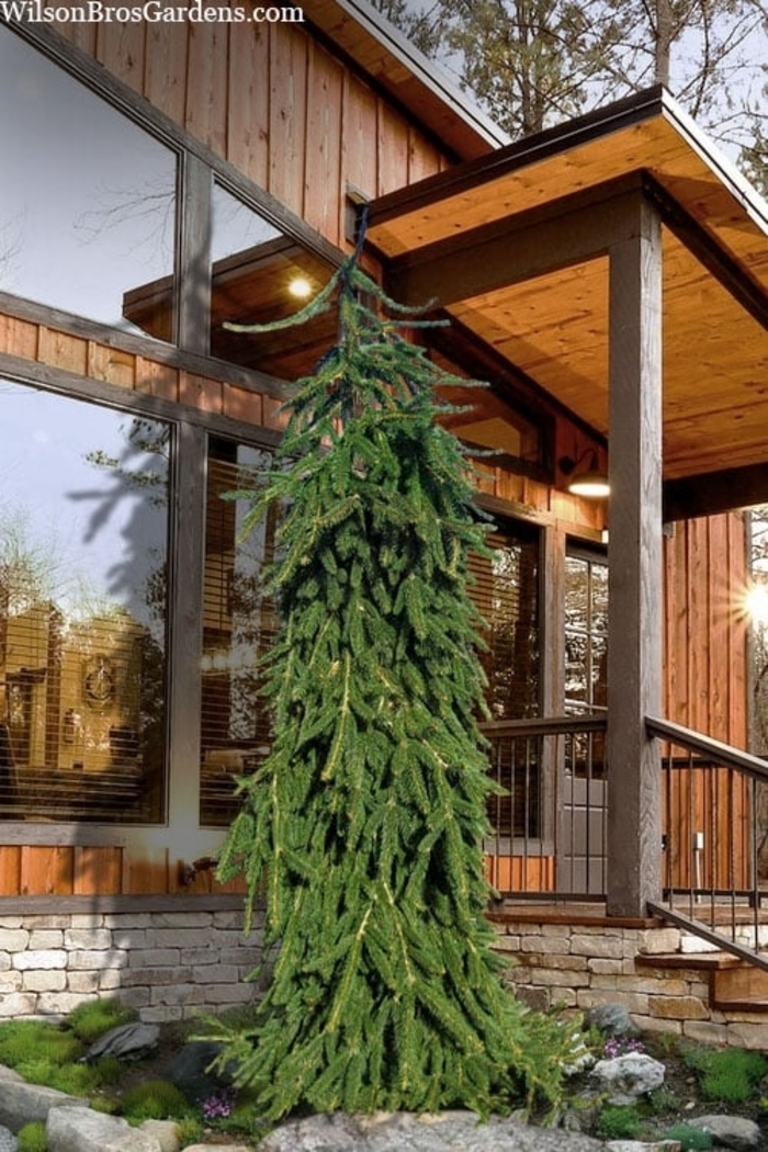 'Aarburg' Weeping Norway Spruce - Picea abies from Sunshine Nursery Too