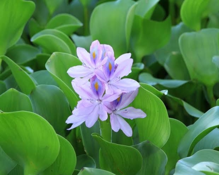 Water Hyacinth - Eichhornia crassipes from Sunshine Nursery Too